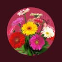 options-for-twenty-twenty icon