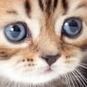 tabby-responsive-tabs icon