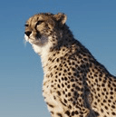 wp-fastest-cache icon